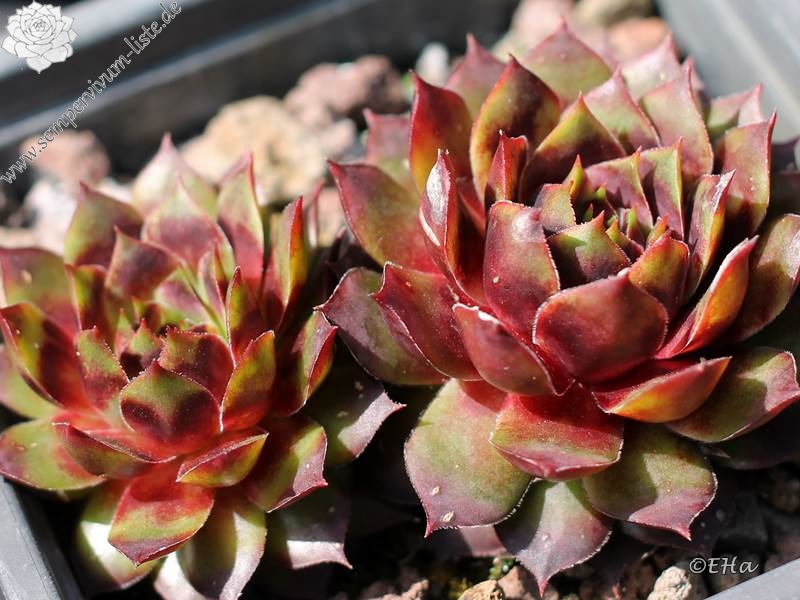 Jungle Fires | Sempervivum-Liste